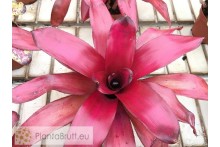Neoregelia Malbec