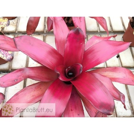 Neoregelia Malbec