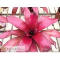 Neoregelia Malbec