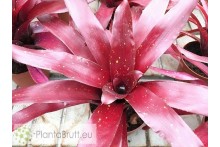Neoregelia Royal Burgandy