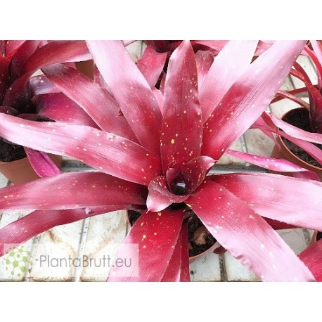 Neoregelia Royal Burgandy