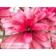 Neoregelia Fairy Nice