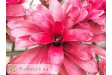 Neoregelia Fairy Nice