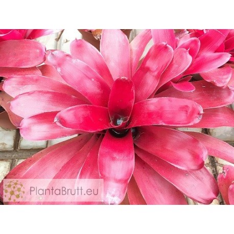 Neoregelia Fairy Nice