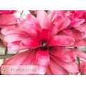 Neoregelia Fairy Nice