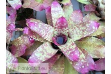 Neoregelia Little Rose