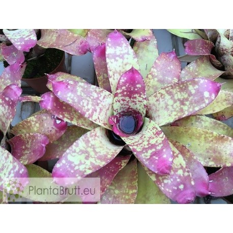 Neoregelia Little Rose