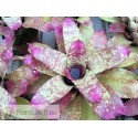 Neoregelia Little Rose
