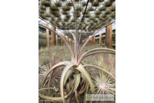 Tillandsia lorentziana lila