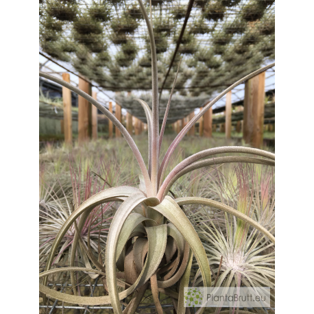 Tillandsia lorentziana lila