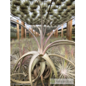Tillandsia lorentziana lila
