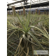 Tillandsia lorentziana verde