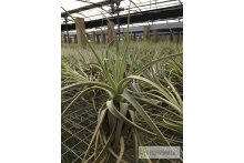 Tillandsia lorentziana verde