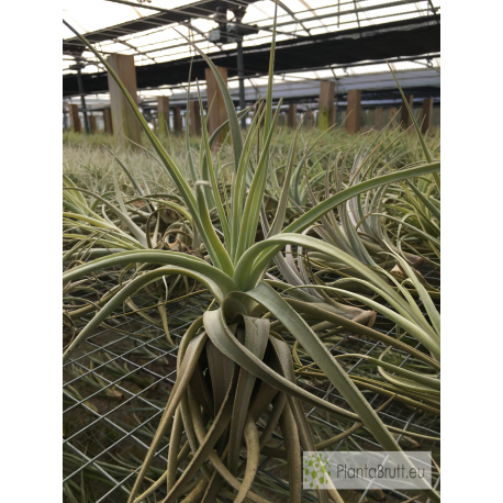 Tillandsia lorentziana verde