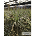 Tillandsia lorentziana verde