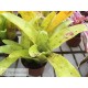 Neoregelia kautskyi