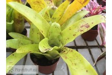 Neoregelia kautskyi