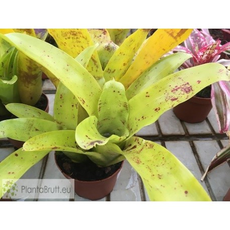 Neoregelia kautskyi