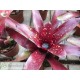 Neoregelia Royal Burgundy x Fireball