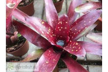 Neoregelia Royal Burgundy x Fireball