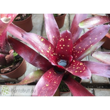 Neoregelia Royal Burgundy x Fireball