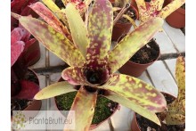 Neoregelia lilliputeana x chlorosticta