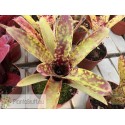 Neoregelia lilliputeana x chlorosticta