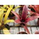 Neoregelia wilsoniana x Super Fireball