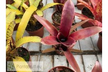Neoregelia wilsoniana x Super Fireball