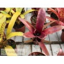 Neoregelia wilsoniana x Super Fireball