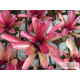 Neoregelia Fireball spotted