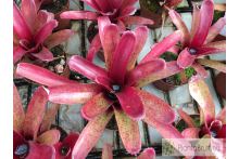Neoregelia Fireball spotted