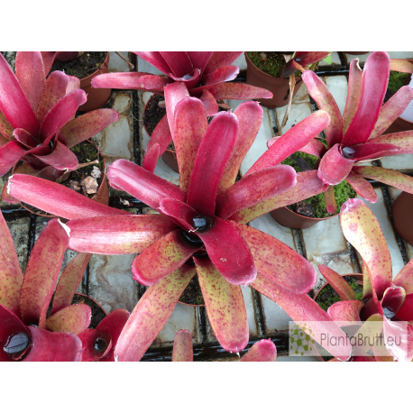 Neoregelia Fireball spotted