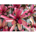 Neoregelia Fireball spotted