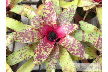 Neoregelia Big O