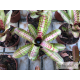 Neoregelia Palmares