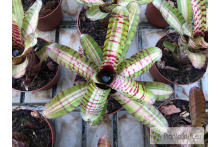 Neoregelia Palmares