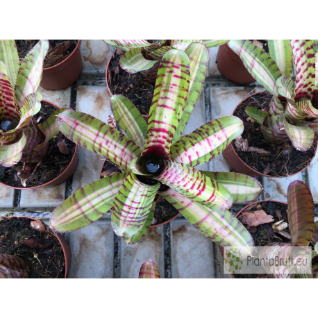 Neoregelia Palmares