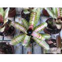 Neoregelia Palmares