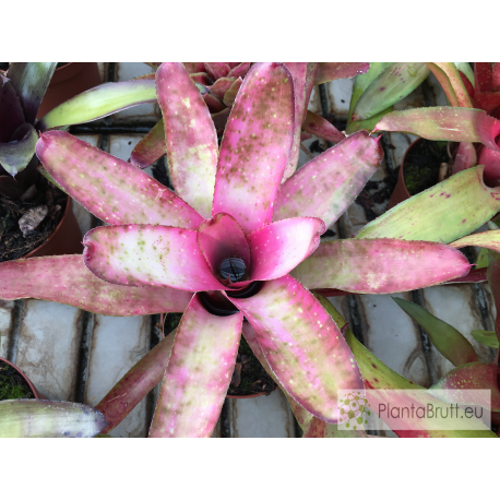 Neoregelia olens x Marble Throat