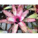 Neoregelia olens x Marble Throat