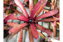 Neoregelia Popoki dark form