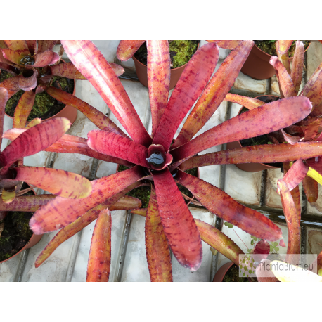 Neoregelia Popoki dark form