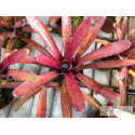 Neoregelia Popoki dark form