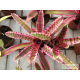 Neoregelia Blushing Zebra