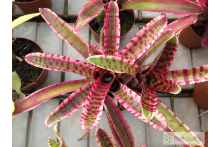 Neoregelia Blushing Zebra