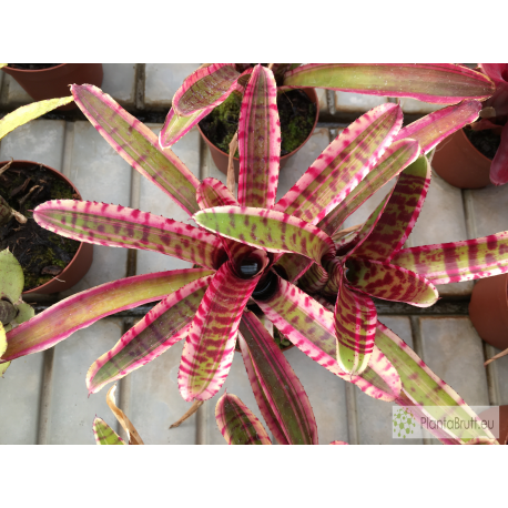 Neoregelia Blushing Zebra
