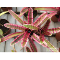 Neoregelia Blushing Zebra