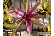 Neoregelia Candy Crush