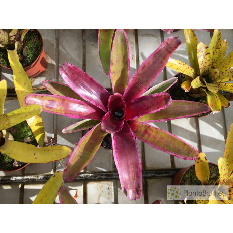 Neoregelia Candy Crush